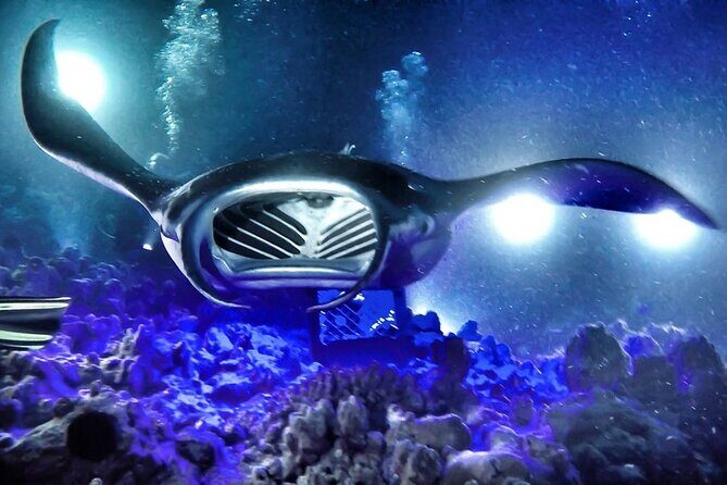 Kona Town Manta Sunset Snorkel - Key Points