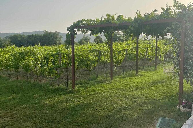 Konavle Tradition & Vines: Vodopic Winery Journey - Practical Aspects & What You Can Expect