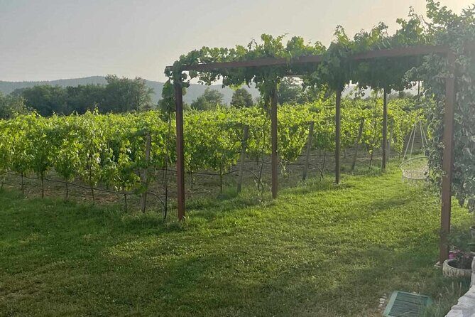 Konavle Tradition & Vines: Vodopic Winery Journey - The Sum Up