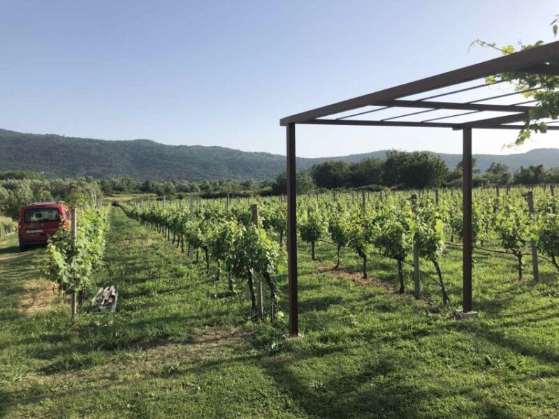 Konavle Valley: Private Half-Day Tour with Wine Tasting - Who Is This Tour Best For?