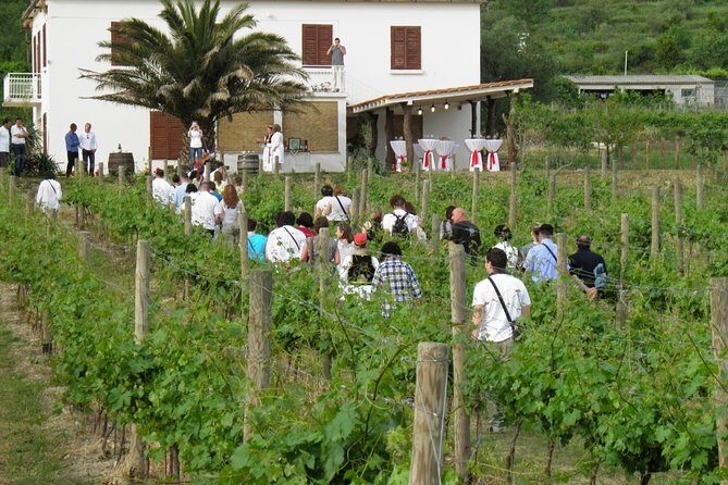 Konavle Valley Wine Tour from Dubrovnik with Train Ride and Wine Tasting - Exploring the Itinerary in Detail