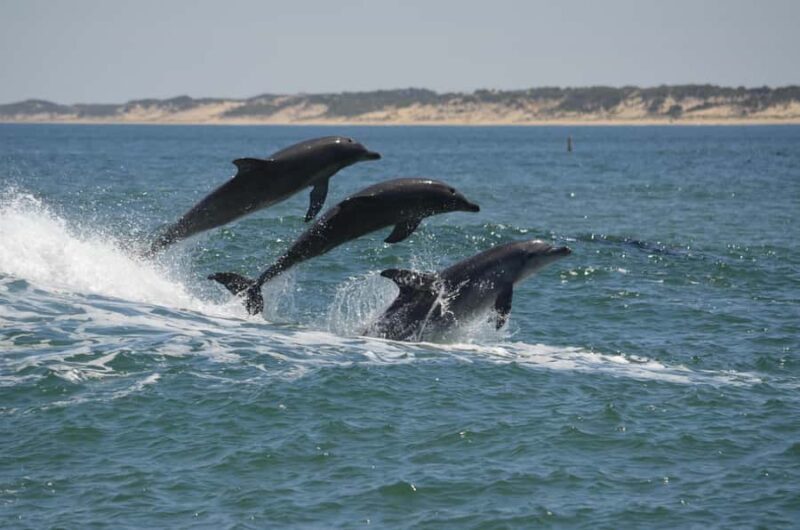 Koombana Bay: Dolphin Eco Cruise - Key Points