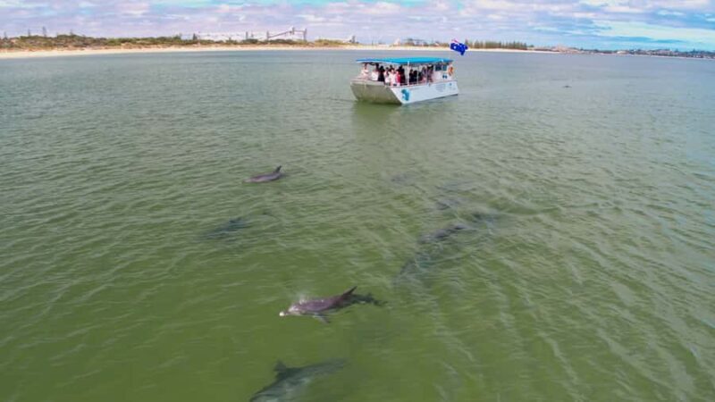 Koombana Bay: Dolphin Eco Cruise - An In-Depth Look at the Dolphin Eco Cruise Experience