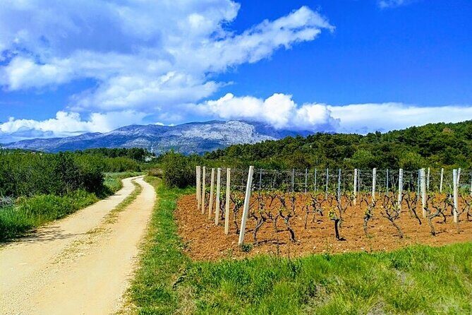 Korcula Bike & Wine Tour - Mountain Bike Tour - The Value of This Tour