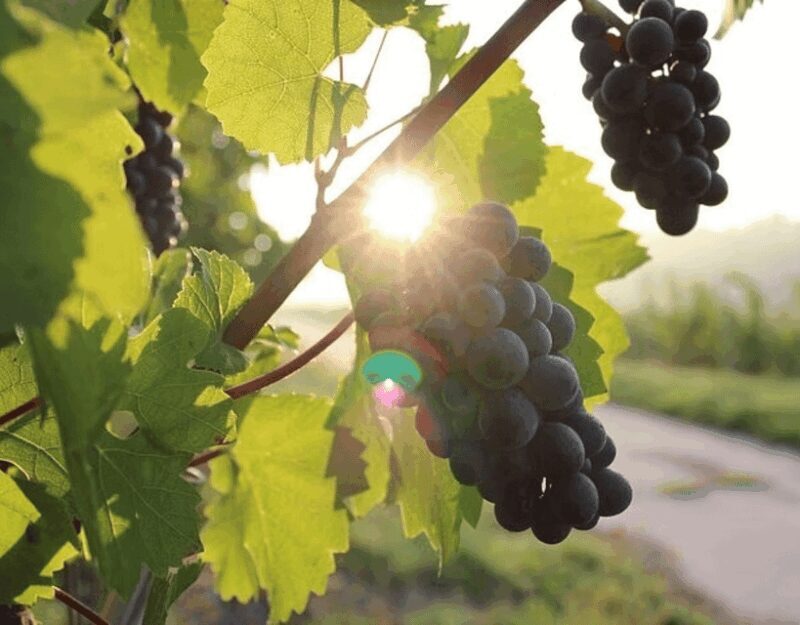 Korcula & Peljesac Wine Tasting Group Tour from Dubrovnik - Key Points