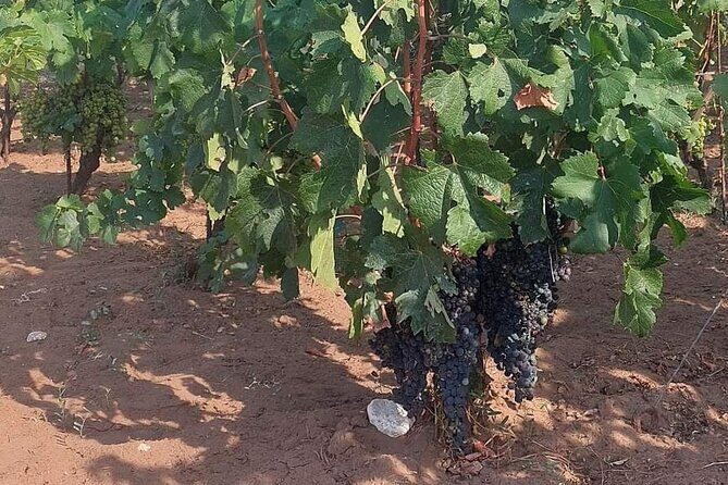 Korula for Wine Lovers - Poip and Grk Wines Private Tour - Who Would Benefit Most from This Tour?