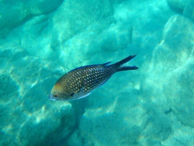 Kos: Kefalos Bay Boat Cruise with Fishing, Swimming, & Meal - Who Is This Tour Best For?