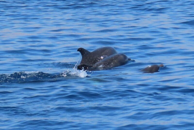 Kos Town: Glass-Bottom Boat Cruise with Swimming Stops - Key Points
