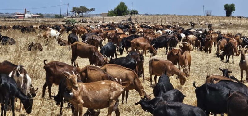 Kos: Traditional Cheese-Making Workshop in Kefalos - The Itinerary: Step by Step
