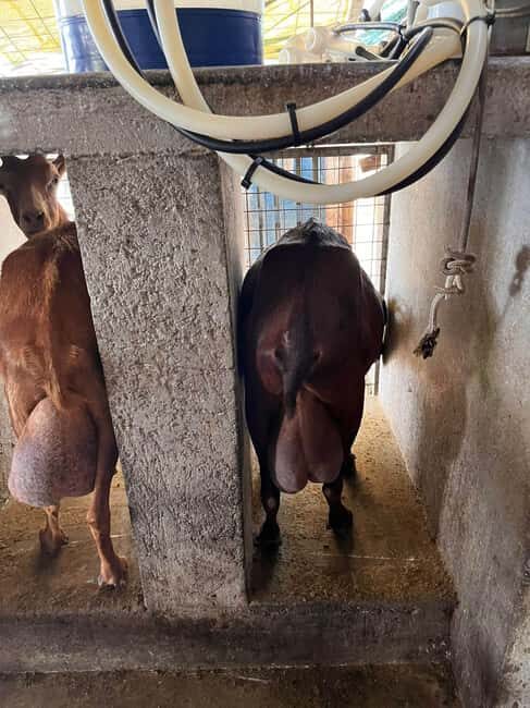 Kos: Traditional Cheese-Making Workshop in Kefalos - Practical Tips and Considerations