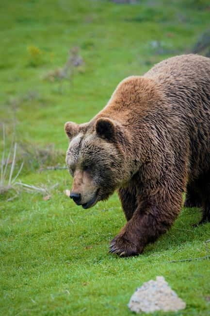 Kosovo: Bear Sanctuary Prishtina, (guided tour & shuttle) - Key Points