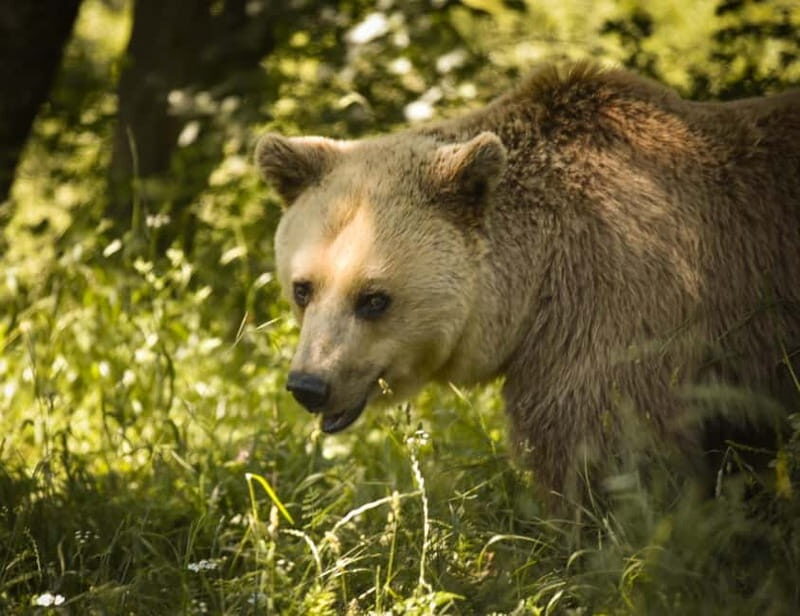 Kosovo: Bear Sanctuary Prishtina, (guided tour & shuttle) - How This Tour Compares to Others