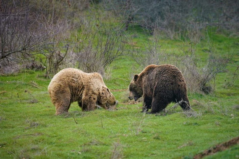 Kosovo: Bear Sanctuary Prishtina, (guided tour & shuttle) - Price and Value