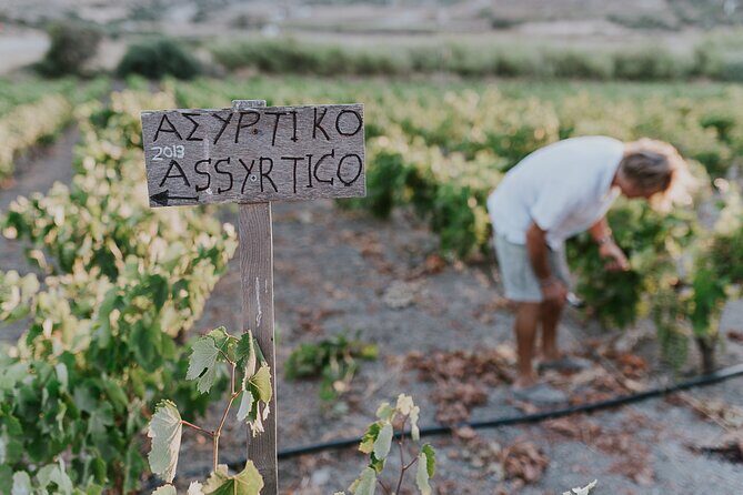 Kostantakis Winery - Milos Island Tour & Wine Tasting Experience - A Closer Look at the Milos Wine Tour Experience
