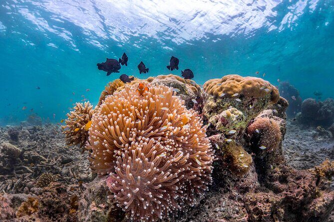 Kota Kinabalu Leisure Scuba Diving Trip (3 Dives) - An In-Depth Look at the Tour Experience