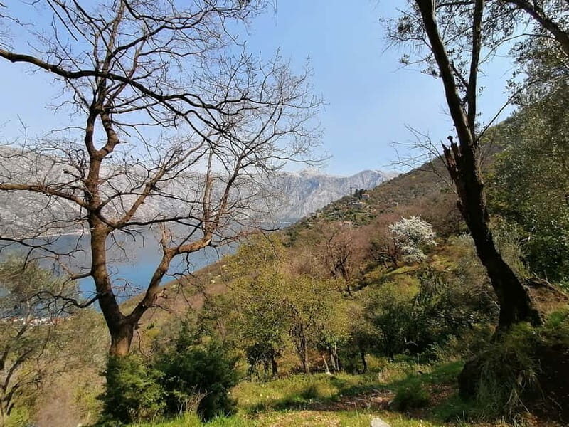 Kotor: Coastal Biking and Hiking Guided Tour - The Hiking Adventure: Gornji Stoliv and Chestnut Forest
