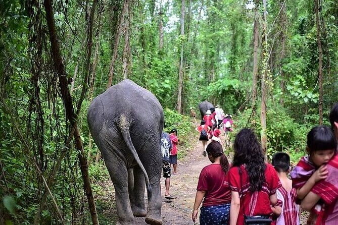 Krabi Immersive Elephant Sanctuary Experience - Who is This Tour Best For?
