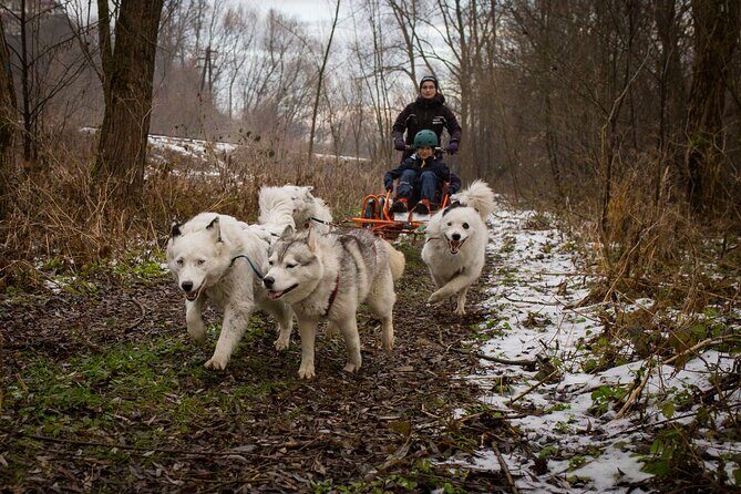 Kraków Full Dog Sled Ride - FAQ