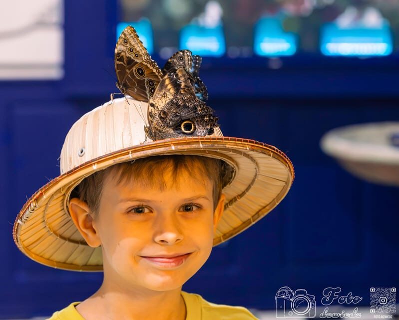Krakow: Living Butterflies Museum ''House Of Attractions'' - A Detailed Look at the Experience