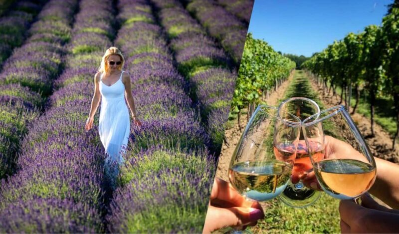 Kraków: Private Lavender Fields & Vineyard Tasting Tour - Key Points