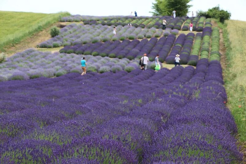 Kraków: Private Lavender Fields & Vineyard Tasting Tour - Summary