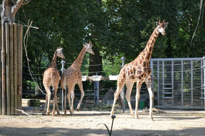Krakow: Zoo Tour with Private Transport and Tickets - FAQ