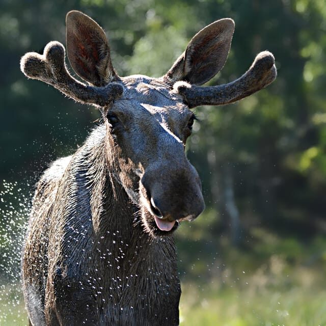 Kristiansand: Guided Bus Tour and Moose Park Experience - What to Expect from the Kristiansand Moose Park Tour