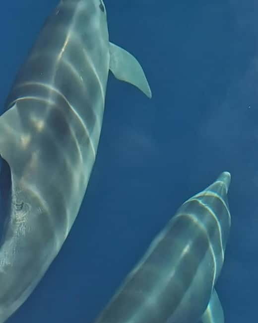 Krk: Golden Bay, Blue Cave, & 4 Islands Cruise - FAQs