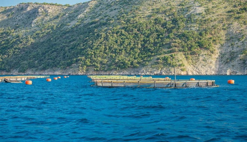 Krk: Golden Beach and Blue Cave Cruise with Welcome Drink - A Closer Look at the Experience