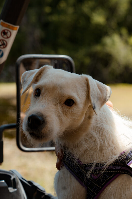 Krk: Guided Off-Road Buggy Tour on Krk Island - Frequently Asked Questions