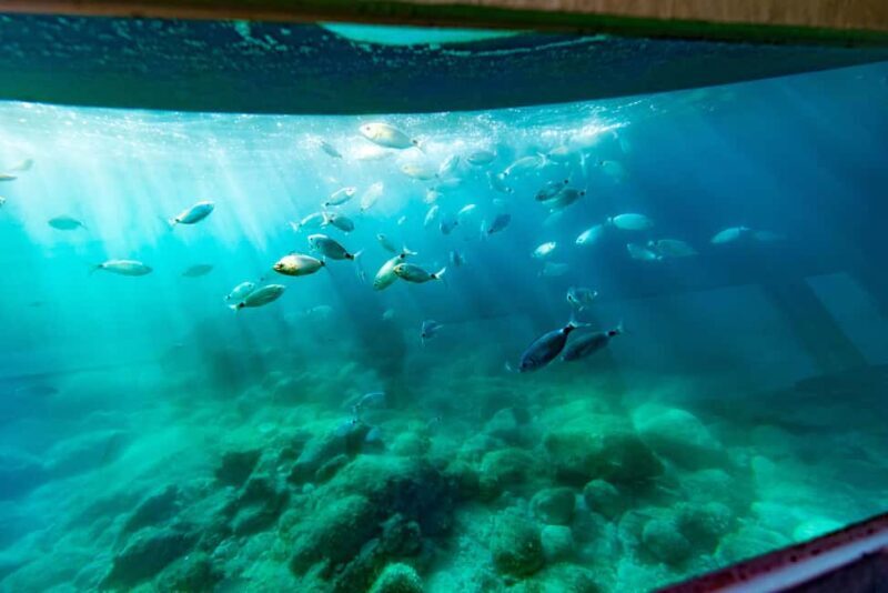 Krk: Yellow Semi-Submarine Tour - Final Thoughts