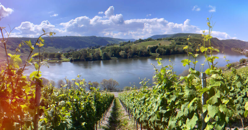 Kröv, Moselle: COVERED WAGON RIDE through the vineyards with wine tasting - FAQ