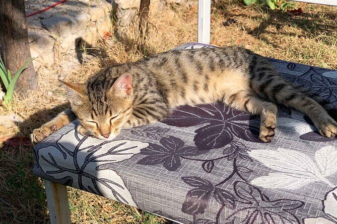 Kruja - Attractions and Bazar, Private Tour from Tirana - FAQs