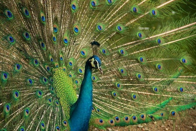 Kuala Lumpur Bird Park Admission with Famous Shopping Spots Tour - Final Thoughts: Is This Tour Worth It?