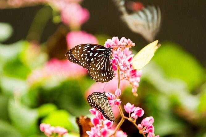 Kuala Lumpur Garden, Park and Museum Tour with Lunch - Final Thoughts