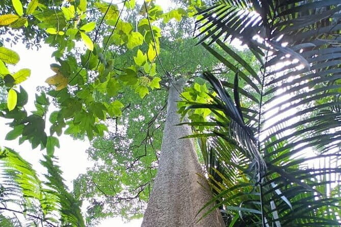 Kuala Lumpur Natural Heritage Walking Tour - Key Points