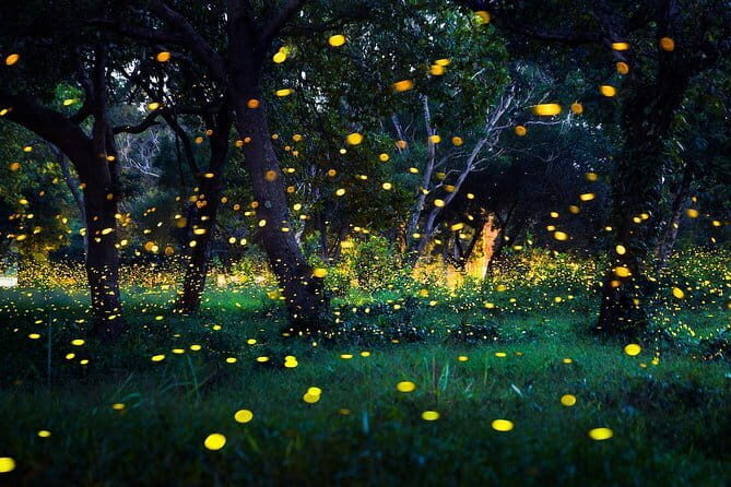 Kuala Selangor Fireflies Experience  Day Trip from Kuala Lumpur - Review of the Kuala Selangor Fireflies Experience Day Trip from Kuala Lumpur