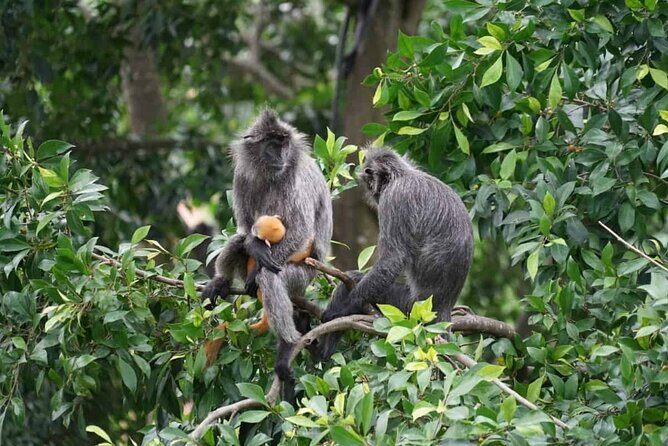 Kuala Selangor Fireflies & Nature Escape  From Kuala Lumpur - FAQ