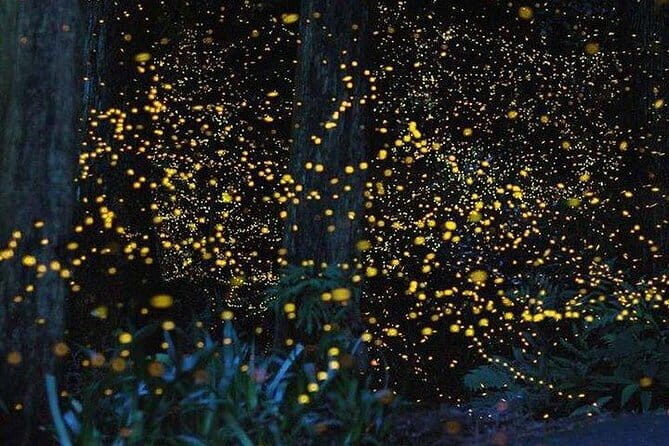 Kuala Selangor Fireflies River Ride Including Dinner from Kuala Lumpur - Key Points