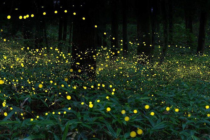Kuala Selangor Fireflies Tour with Batu Caves & Fort Altingsburg - Key Points