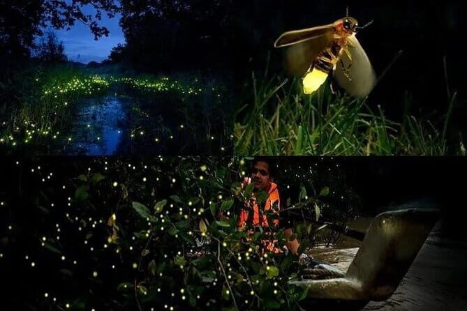 Kuala Selangor Fireflies Tour with Grand Royal Palace and Dinner - Who Is This Tour Best Suited For?