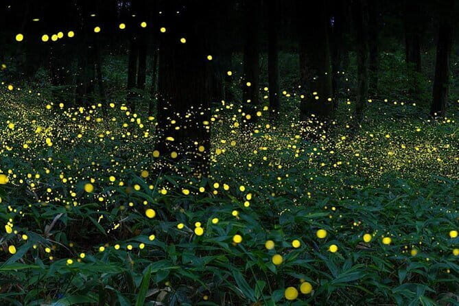 Kuala Selangor Firefly Blinkings Private Tour with Seafood Dinner - Final Thoughts