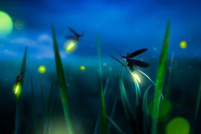Kuala Selangor Firefly Tour From Kuala Lumpur - Final Thoughts