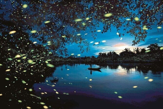 Kuala Sepetang Mangrove & Fireflies Tour with Dinner - Key Points