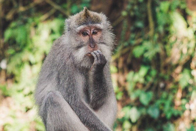 KualaLumpur Tour: Twin Tower w/Lunch, Batu Caves, Selangor Pewter - The Sum Up