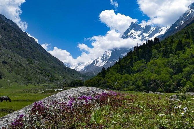 Kuari Pass Trek- 8 Days - FAQ