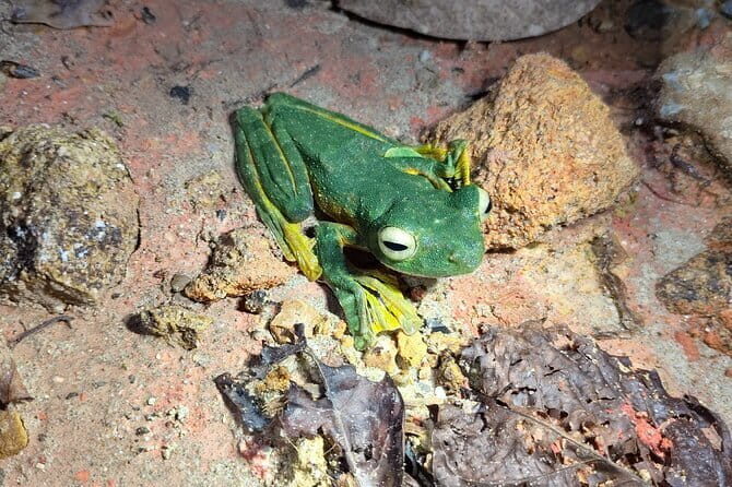 Kubah's Nocturnal Wonders Nighttime Frog Safari - Exploring Kubah’s Nocturnal Wonders Nighttime Frog Safari: An In-Depth Review