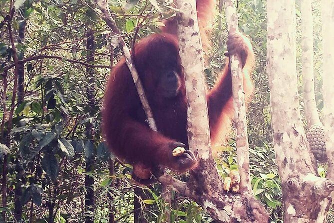 Kuching City Tour & Semenggoh Wildlife - Exploring the Itinerary in Detail