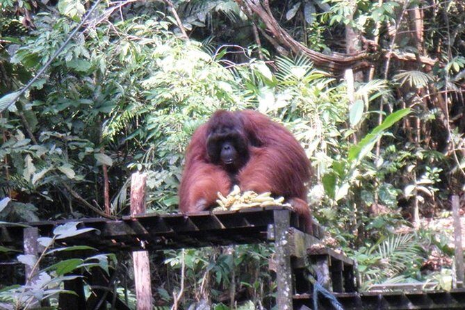 Kuching City Tour & Semenggoh Wildlife - Who Will Love This Tour?