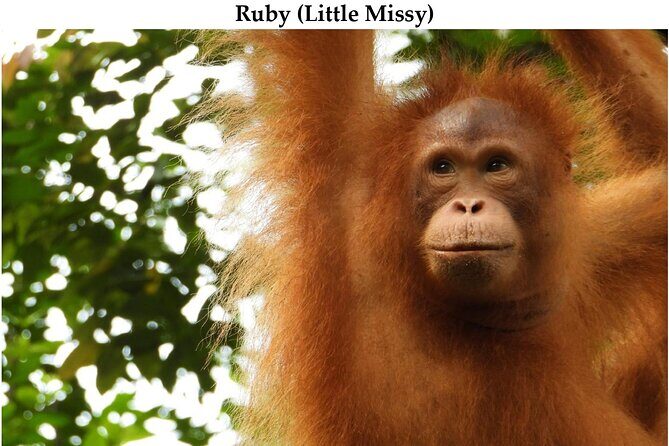 Kuching City Tour & Semenggoh Wildlife - FAQ